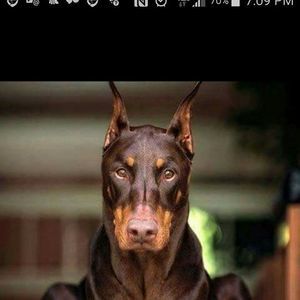 Meet your Posher, Felipe